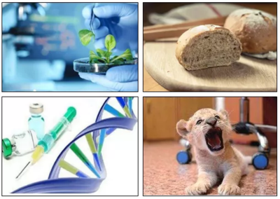 生物技術(shù)專業(yè) 尋找上帝隱藏的彩蛋，解鎖進化的秘密與生物產(chǎn)品研發(fā)